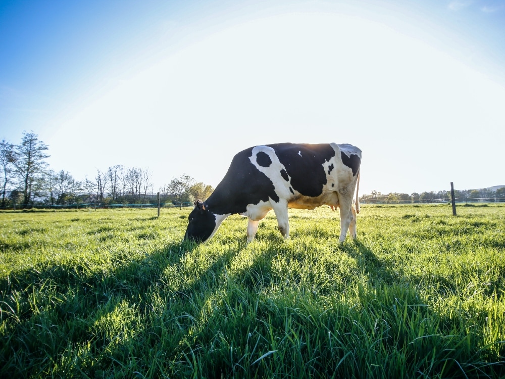 Batiment pour vache laitière ou stabulation pour bovin par Dugué