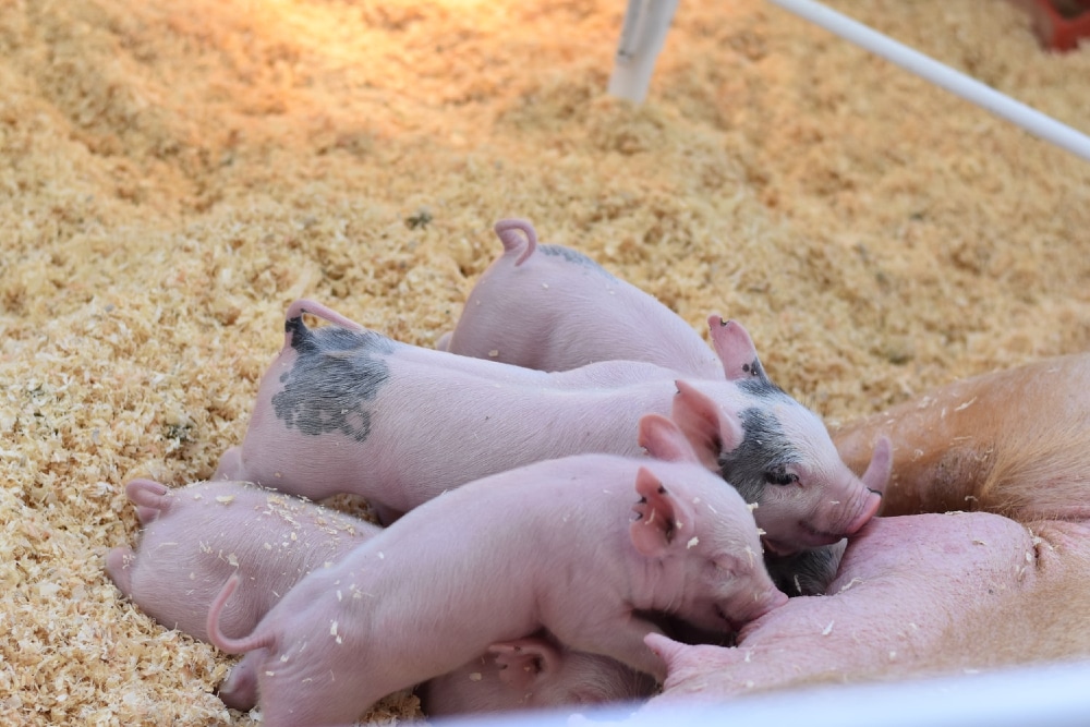 Construction batiment agricole pour élevage porcin
