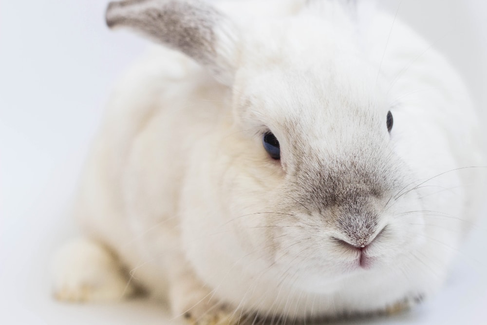 Batiment élevage lapin pour cuniculture - Entreprise Dugué